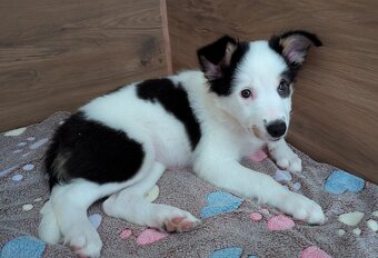 Border kolia tricolor - 12