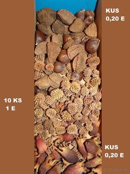 SUŠENÉ KVETY, ŠIŠKY a iné plody do dekorácií - 12