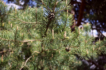 RMC Tokina 28mm / F2,8 / M42 - 12