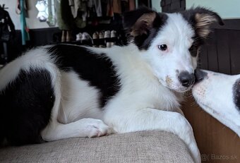 Border kolia tricolor - 12