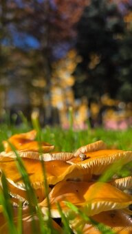 Predaj tehlový 3 izbák Košice Sever - 12