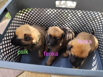 Belgický ovčiak Malinois / Nemecký ovčiak - 12