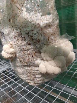 Hliva,Shitake,Maitake,Koralovec a iné - 12