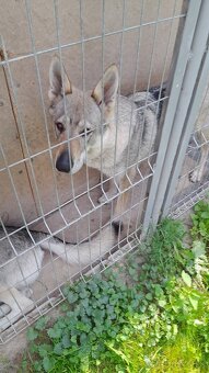 Československý Vlciak - 12
