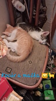Darujem mačiatka a kocurika - 12