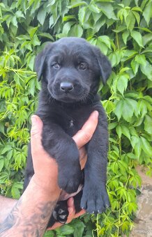 Šteniatka labrador x NO - 12