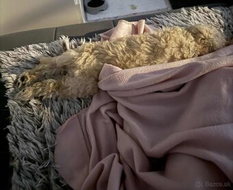 Maltipoo beige - 12