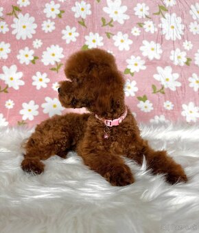 Pudel toy/trpasličí - pudlík - poodle red apricot - 12