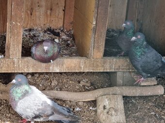 Holub ryman , hohub pávik - 12