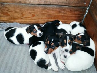 Jack Russell Teriér šteniatka - 12