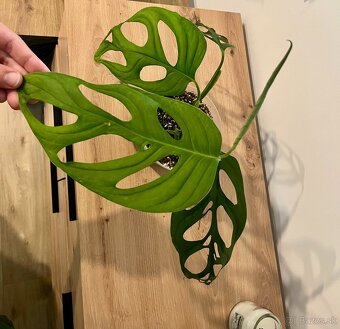 Monstera thai, Monstera albo, Monstera esqueleto - 12