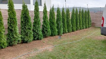 Tuja Smaragd, vavrínovec, červienka-Spišská Nová Ves, Kežmar - 12