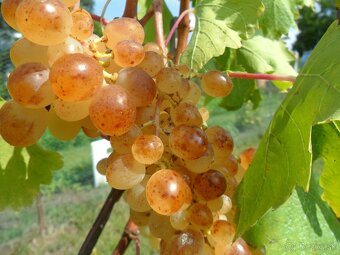 predám záhradu s vinicou - 12