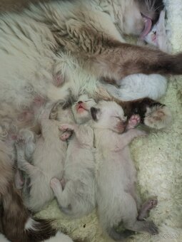 Kocúr ragdoll na krytie - 12