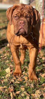 Bordeauxská doga s PP pes - 12