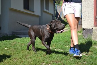 American bully pocket / shar pei (odber 14.11) - 12