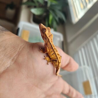Pagekon riasnatý/Correlophus ciliatus - 12