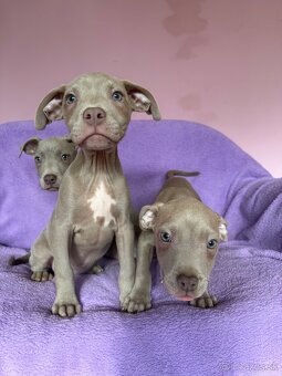 Americký pitbulterier s PP silverfawn rarita - 12