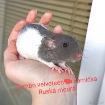 ❤ Dumbo, velveteen potkaníky - 12