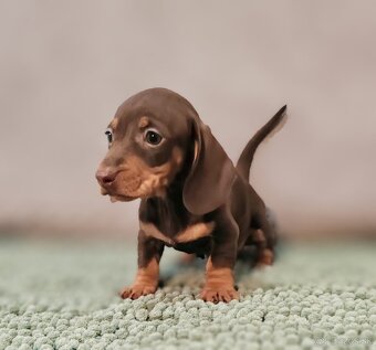 Jazvečík trpasličí - 12