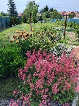 Realizácie záhrad,rez ovocných stromov a drevín - 12