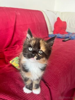 Maine coon / mainska myvalia s PP - 12