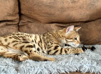 Bengálský kocúrik s PP - 12