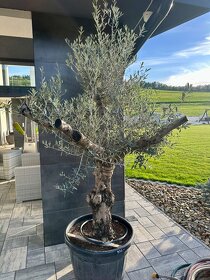 Olivovník európsky (Olea europaea) - 12