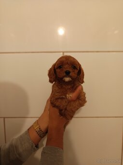 Cavapoo - 12