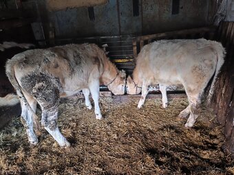 Predám jalovice - 12