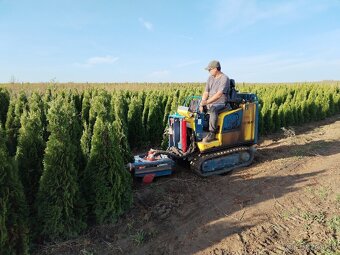 Tuja Smaragd, vavrínovec, červienka, gaštan - Žilina - 12