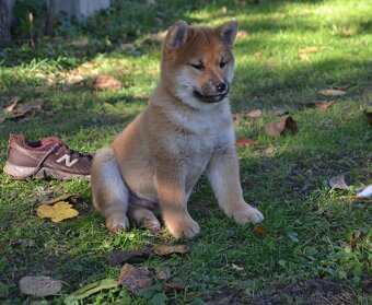 Shiba inu  s PP  /FCI / - 12