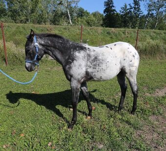 Pripúšťanie American Quarter Horse - 12