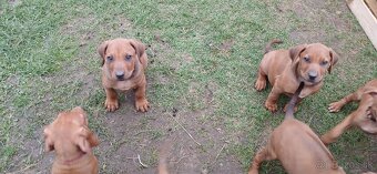 Rhodesian ridgeback - 12