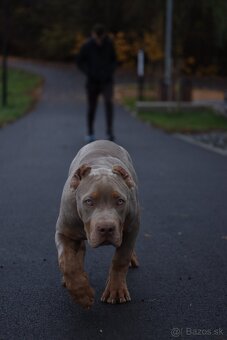 American Bully XL (Pitbull XXL) - 12