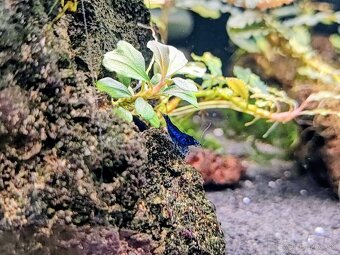 Predám krevetky Neocaridina Blue Diamond - 12