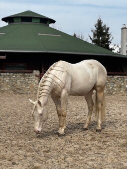 Pripúšťanie cremello žrebcom AQH - 12