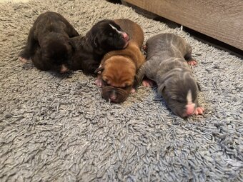 Americký stafordsirsky terier, Stafford, amstaf - 12