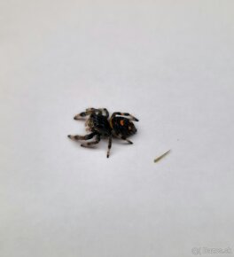 Phidippus regius „Everglades“ (Skákavka kráľovská) - 12