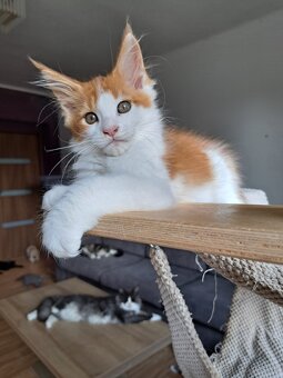 Mainska myvalia s PP - 12