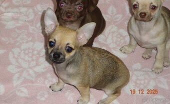 čivava krátkosrstá - 12