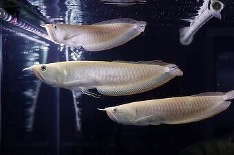 import 3-2025 - 12