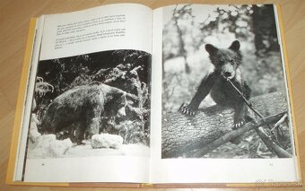 Povídání s liškou - 12