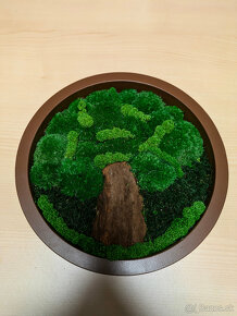 Machové obrazy, steny a doplnky - 12