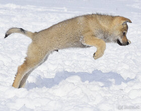 šteniatka československy vlčiak - 12