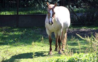 AMERICAN PAINT HORSE - 12