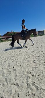 Predám 10 ročnú welsh cob kobylu - 12