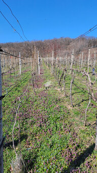 Vinica 608 m² s viničnou chatkou v obci Jelenec, okres Nitra - 12