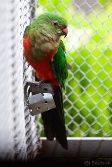 Papagáj královský - 12