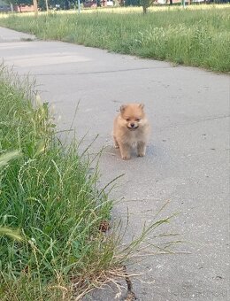 Nemecký špic malý/ pomerian - 12